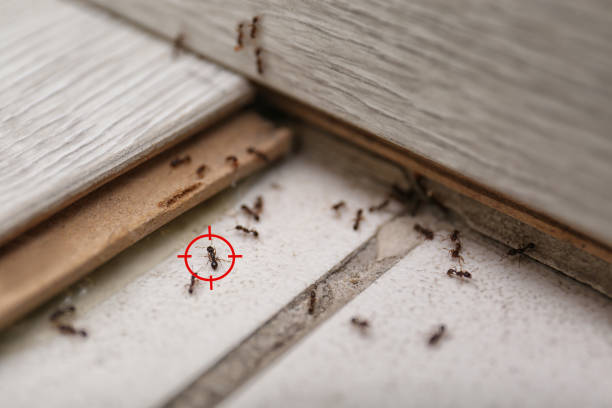 Pest Prevention Services in Portage, IN
